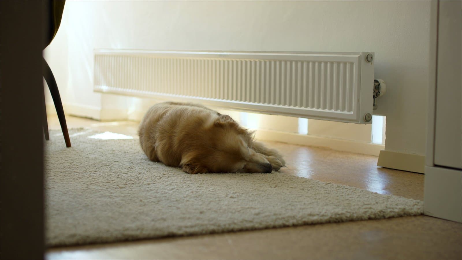 Een hond slaapt tegen een warme radiator